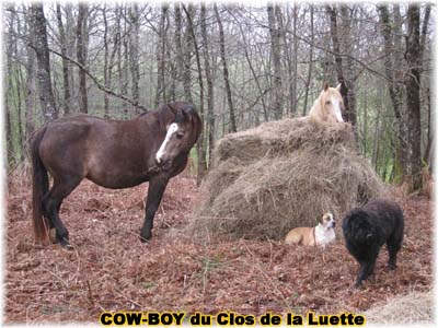 le bouvier des flandres et le cheval - Elevage du CLOS DE LA LUETTE - COPYRIGHT DEPOSE